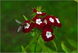 Dianthus barbatus. Соцветие с сидящей мухой-журчалкой. Московская обл., Раменский р-н, окр. дер. Хрипань, садовый участок. 17.06.2024.