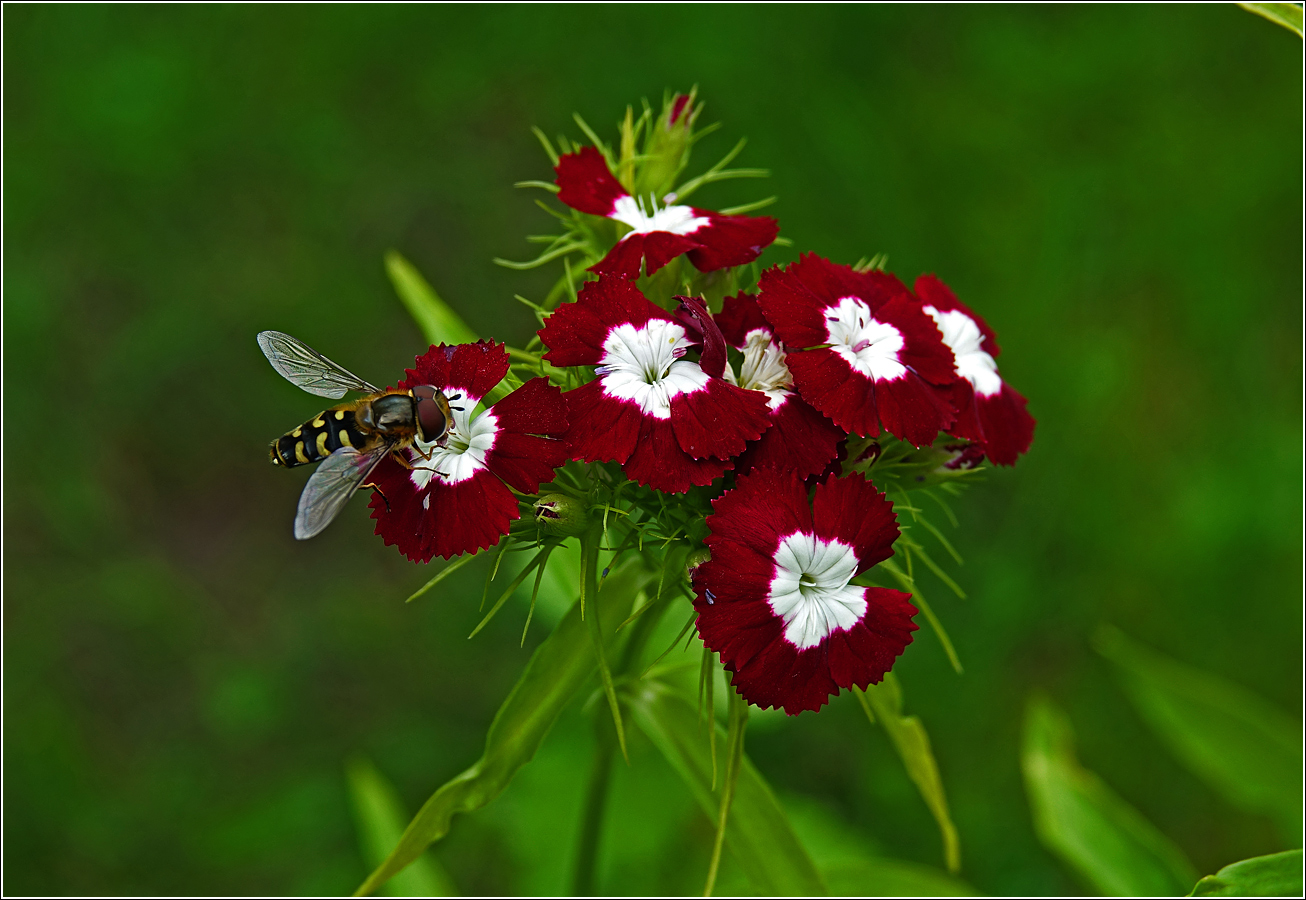 Изображение особи Dianthus barbatus.