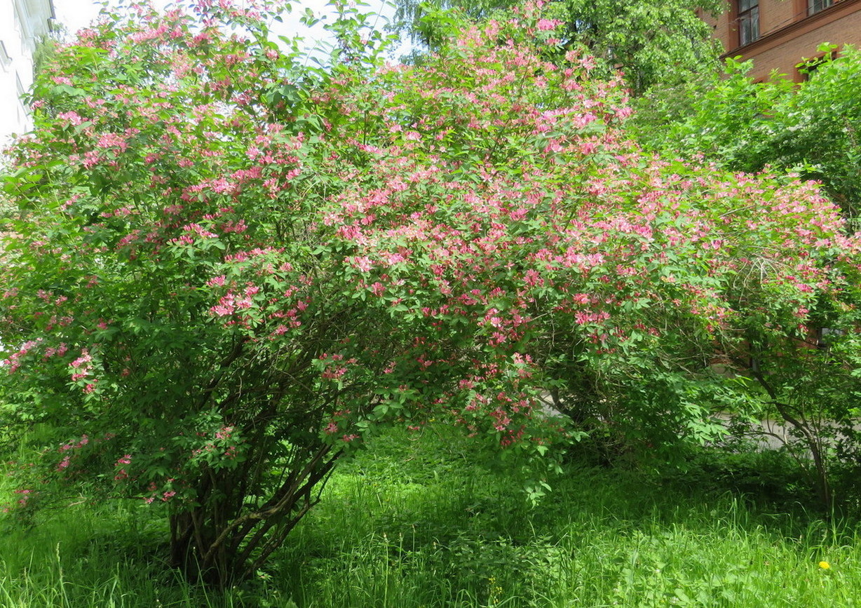 Image of Lonicera &times; bella specimen.