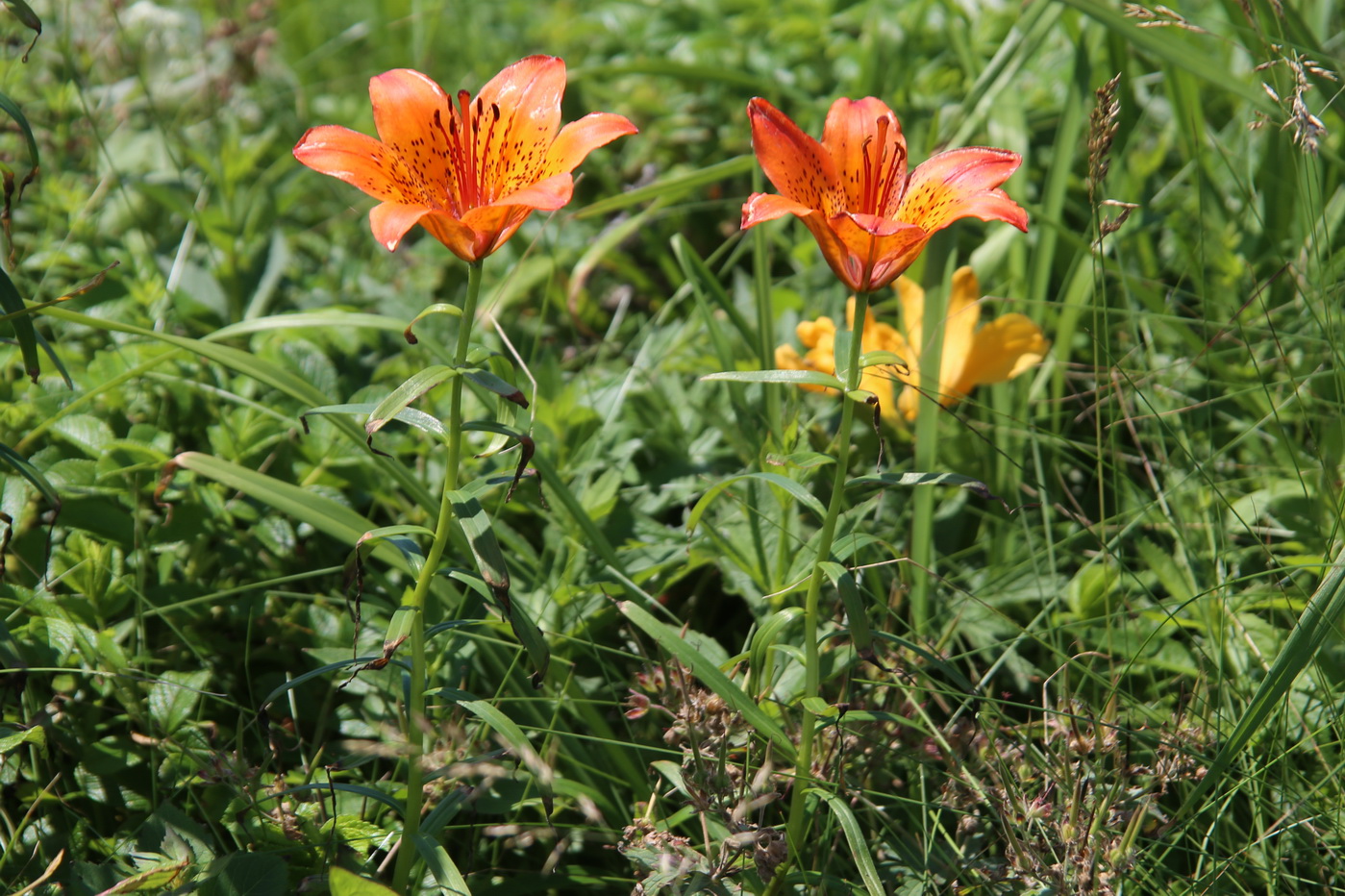 Image of Lilium pensylvanicum specimen.