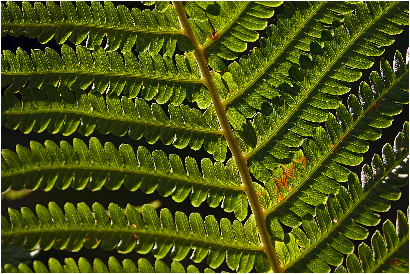 Image of Matteuccia struthiopteris specimen.