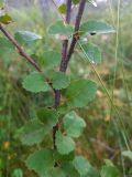 Betula humilis