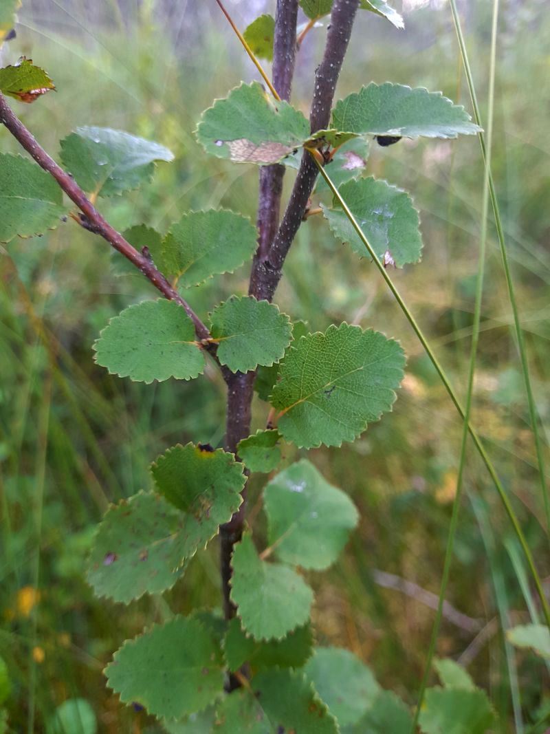 Image of Betula humilis specimen.