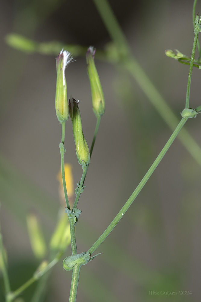 Изображение особи Mycelis muralis.