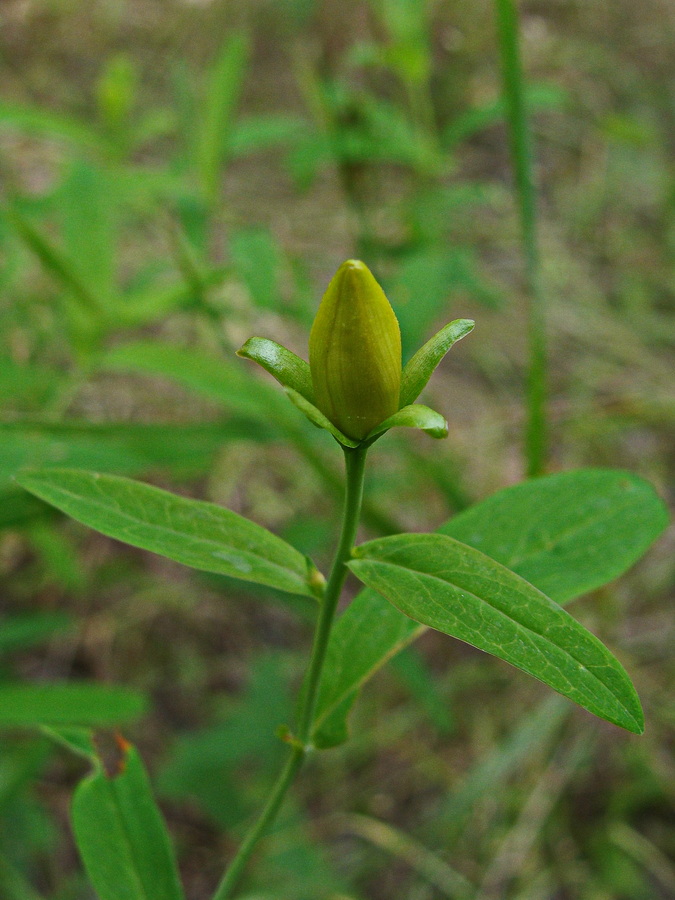 Image of Hypericum gebleri specimen.