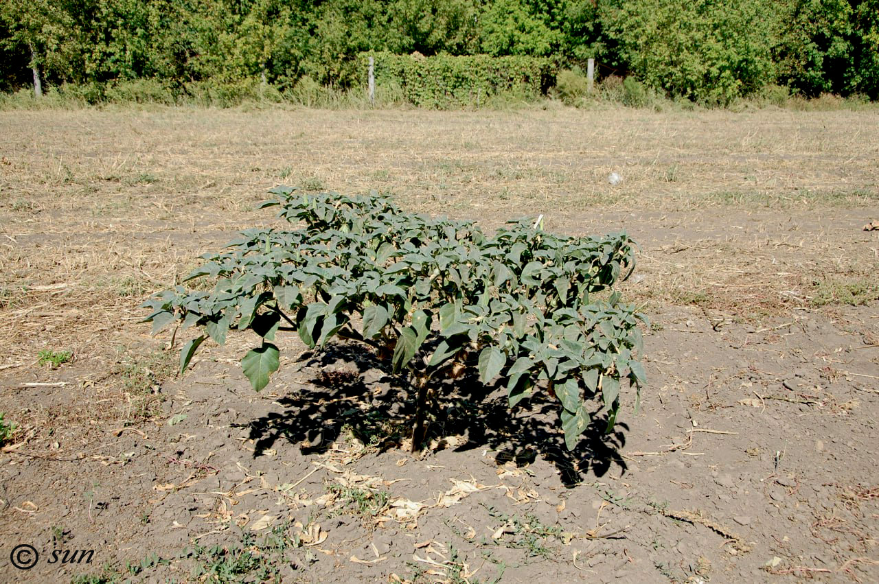 Image of Datura innoxia specimen.