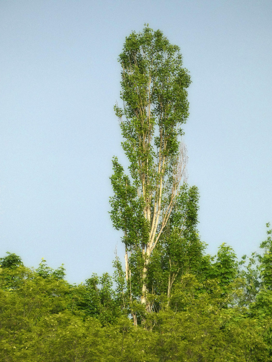 Изображение особи Populus nigra.