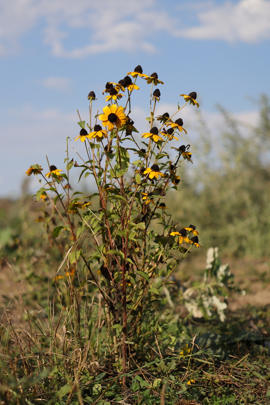 Изображение особи Rudbeckia triloba.