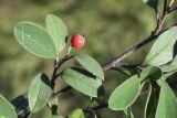 Cotoneaster pannosus