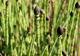 Equisetum fluviatile