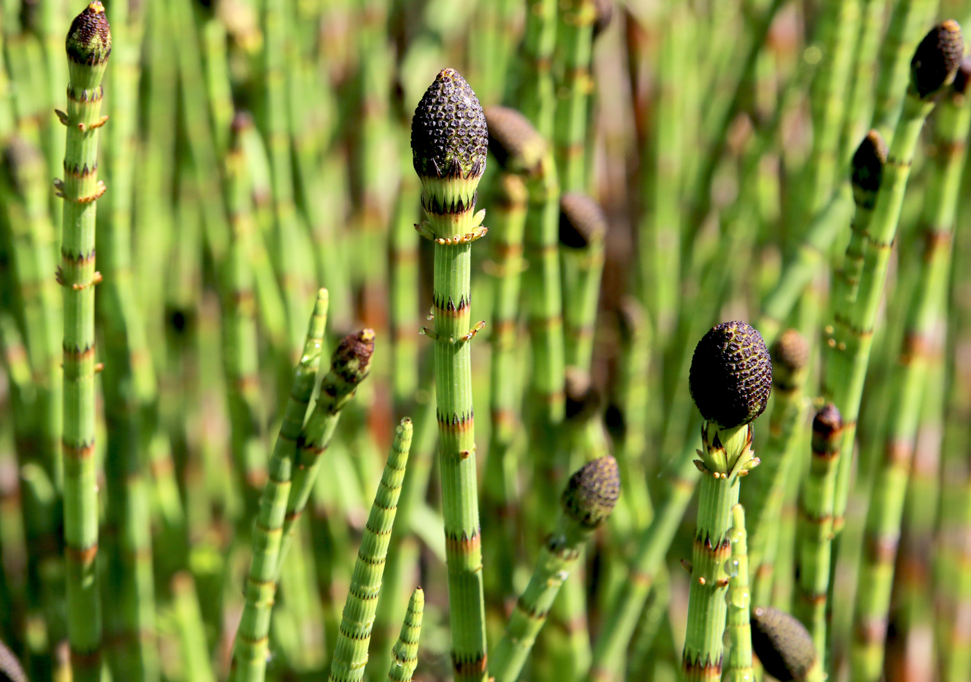 Image of Equisetum fluviatile specimen.