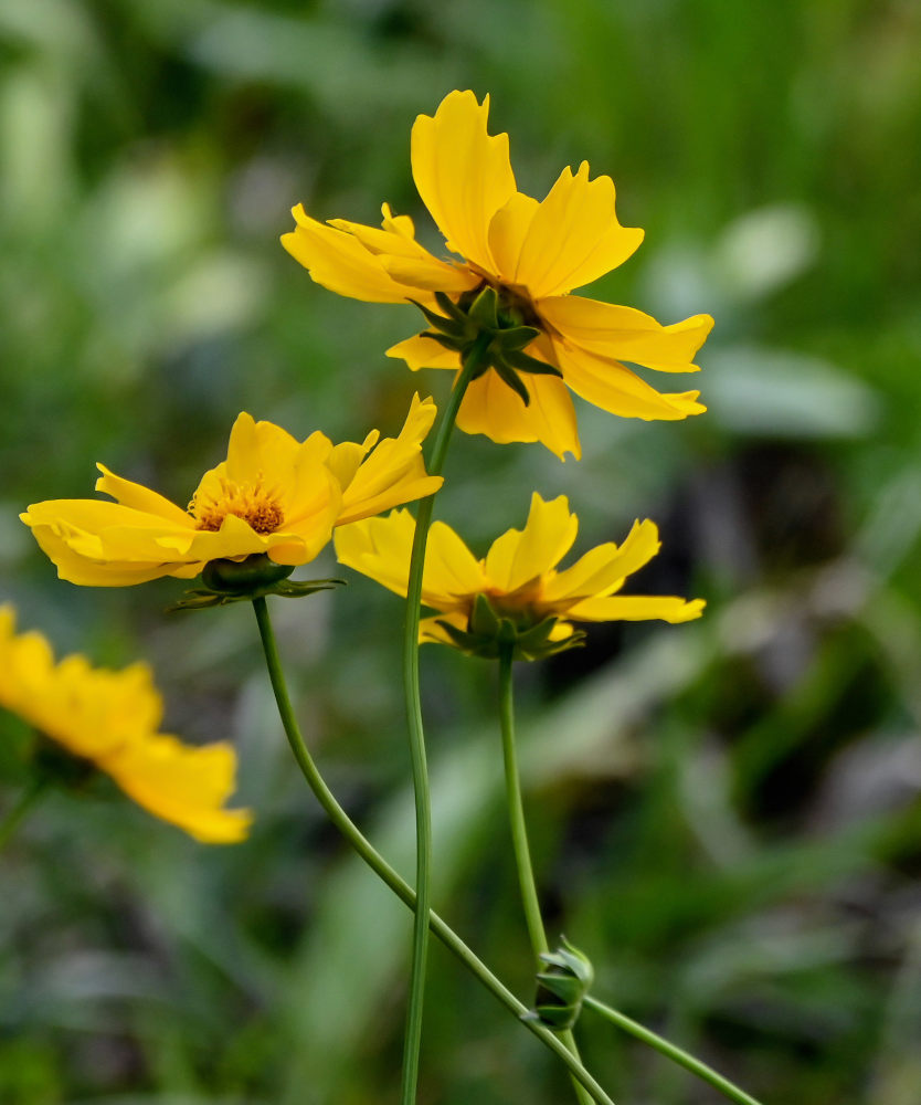 Image of Coreopsis grandiflora specimen.