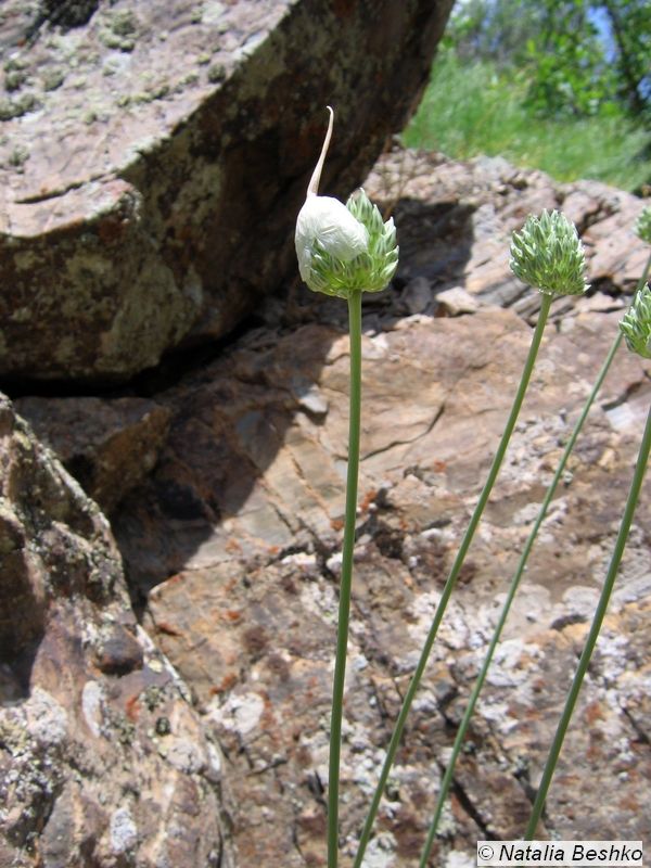 Изображение особи Allium filidens.