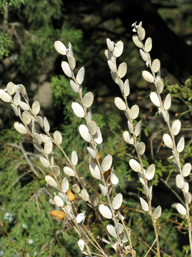 Image of Fibigia eriocarpa specimen.