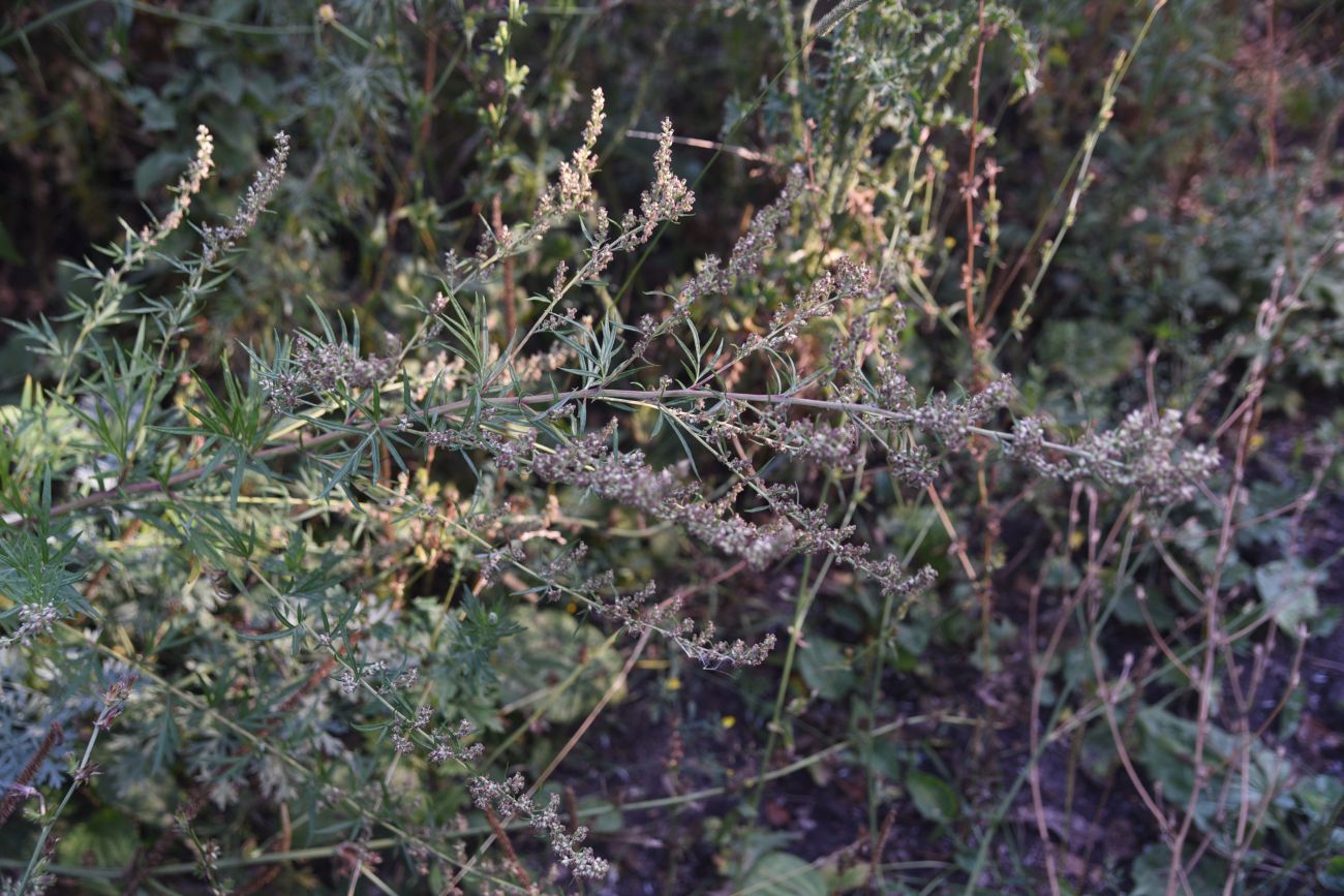 Изображение особи Artemisia vulgaris.