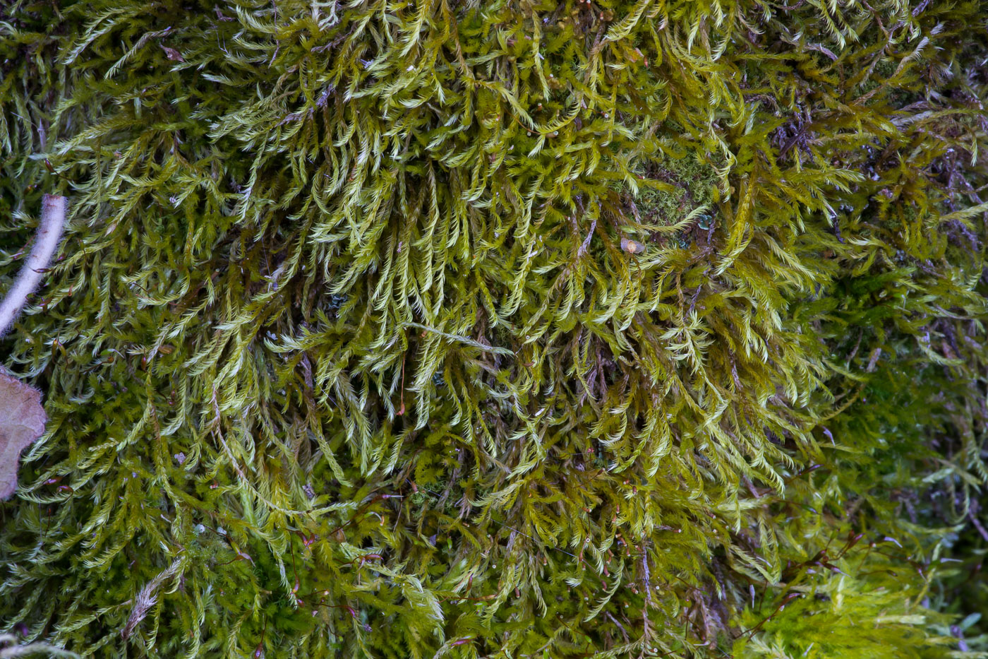 Image of Callicladium haldanianum specimen.