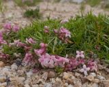 Asperula cristata. Веточки цветущего растения. Кабардино-Балкария, Черекский р-н, долина реки Псыгансу, ≈ 2400 м н.у.м., донная морена. 30.07.2024.