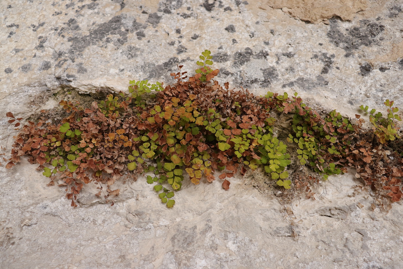 Изображение особи Adiantum capillus-veneris.