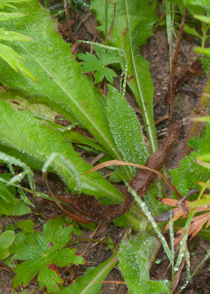 Image of Picris kamtschatica specimen.