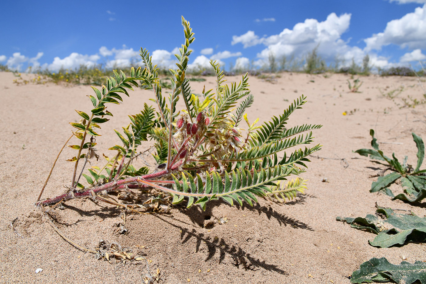 Image of Astragalus rubtzovii specimen.