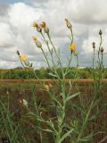 Chartolepis intermedia. Верхняя часть цветущего и плодоносящего растения. Ульяновская обл., Мелекесский р-н, окр. с. Дубравка, дол. р. Ташёлка, солоноватый луг, пастбище. 26.08.2023.