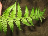 Dryopteris barbigera