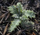 Смотреть изображение семейство Asteraceae