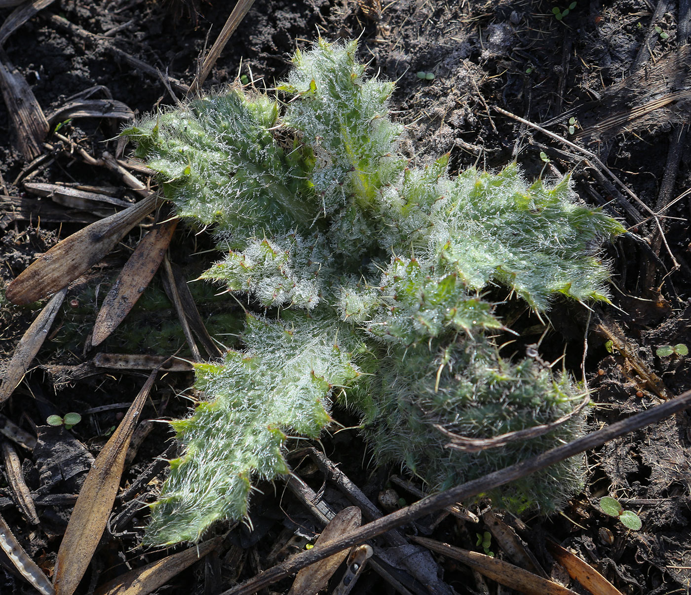 Изображение особи семейство Asteraceae.