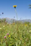 genus Hieracium