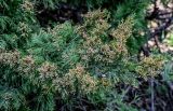 View full-size image Juniperus virginiana