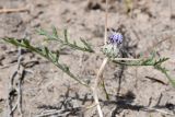 View full-size image Cousiniopsis atractyloides