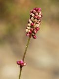 View full-size image Persicaria viscosa