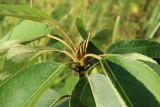 View full-size image Populus balsamifera