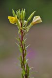 View full-size image Oenothera rubricaulis