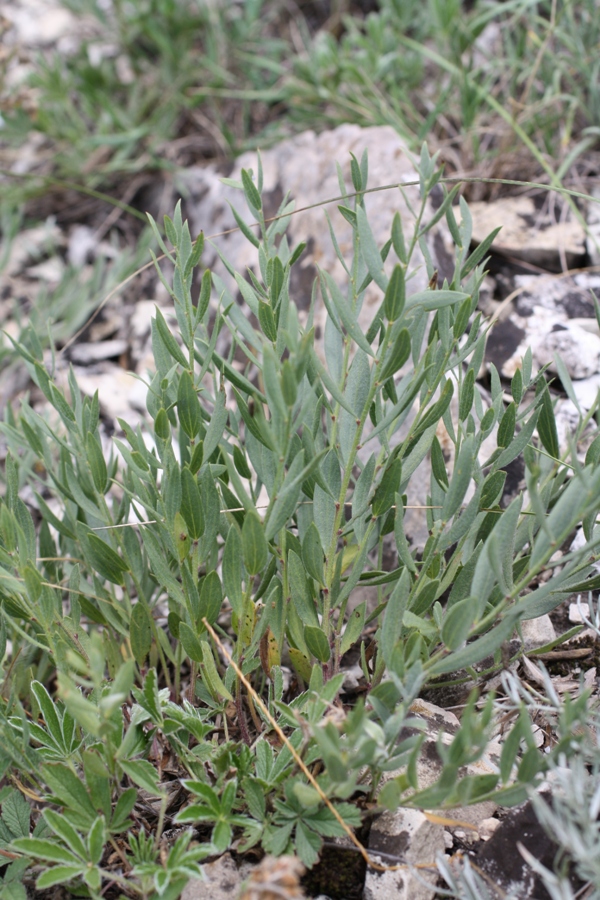 Image of Genista humifusa specimen.