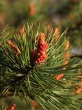View full-size image Pinus sylvestris