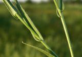 Camelina sylvestris