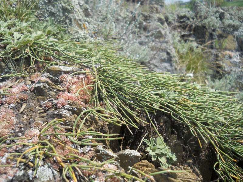 Image of Ephedra monosperma specimen.