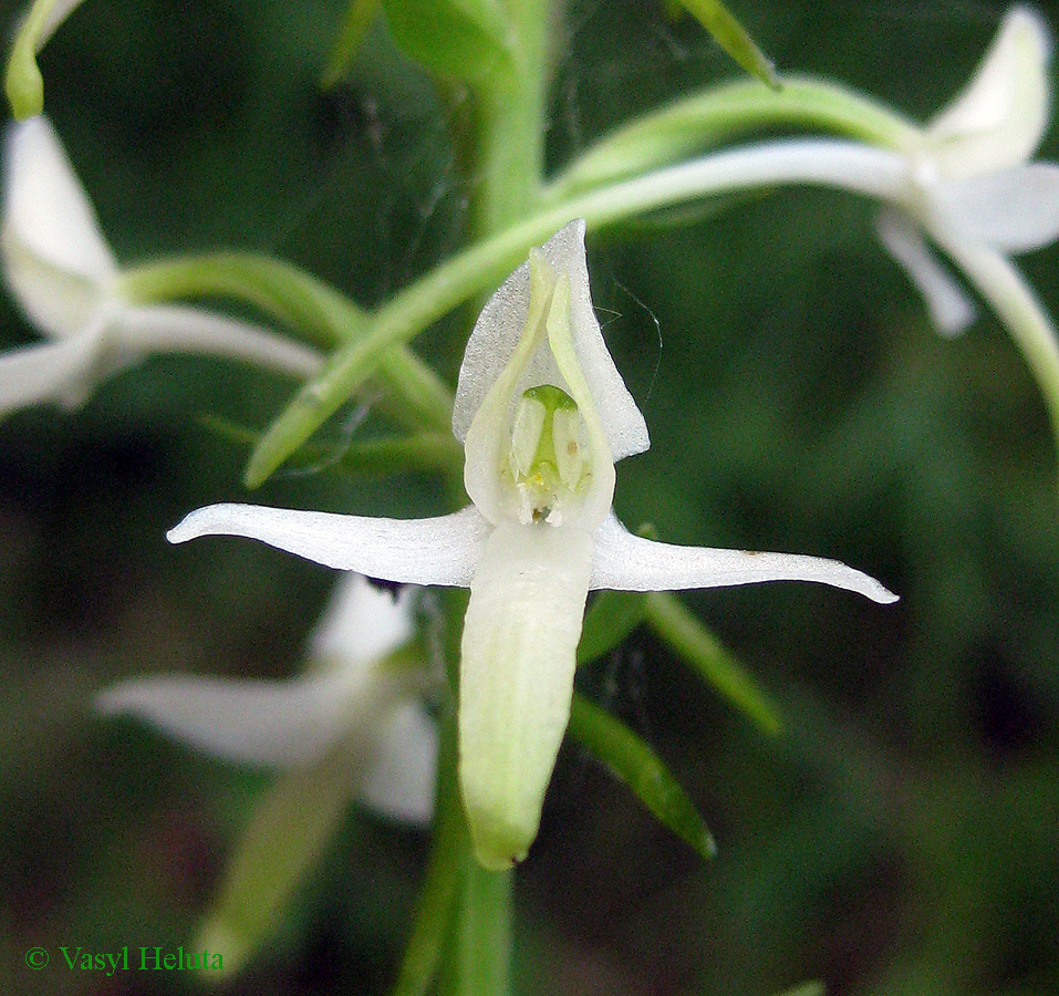 Image of Platanthera bifolia specimen.