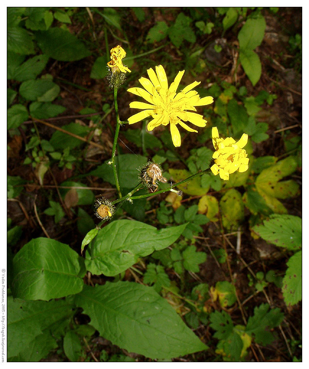 Image of Crepis paludosa specimen.