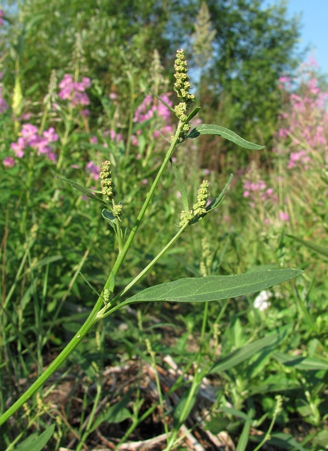 Image of genus Atriplex specimen.