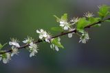 Prunus domestica. Ветвь с соцветиями. Московская обл., Раменский р-н, окрестности д. Хрипань, дачный участок. 18.05.2007.