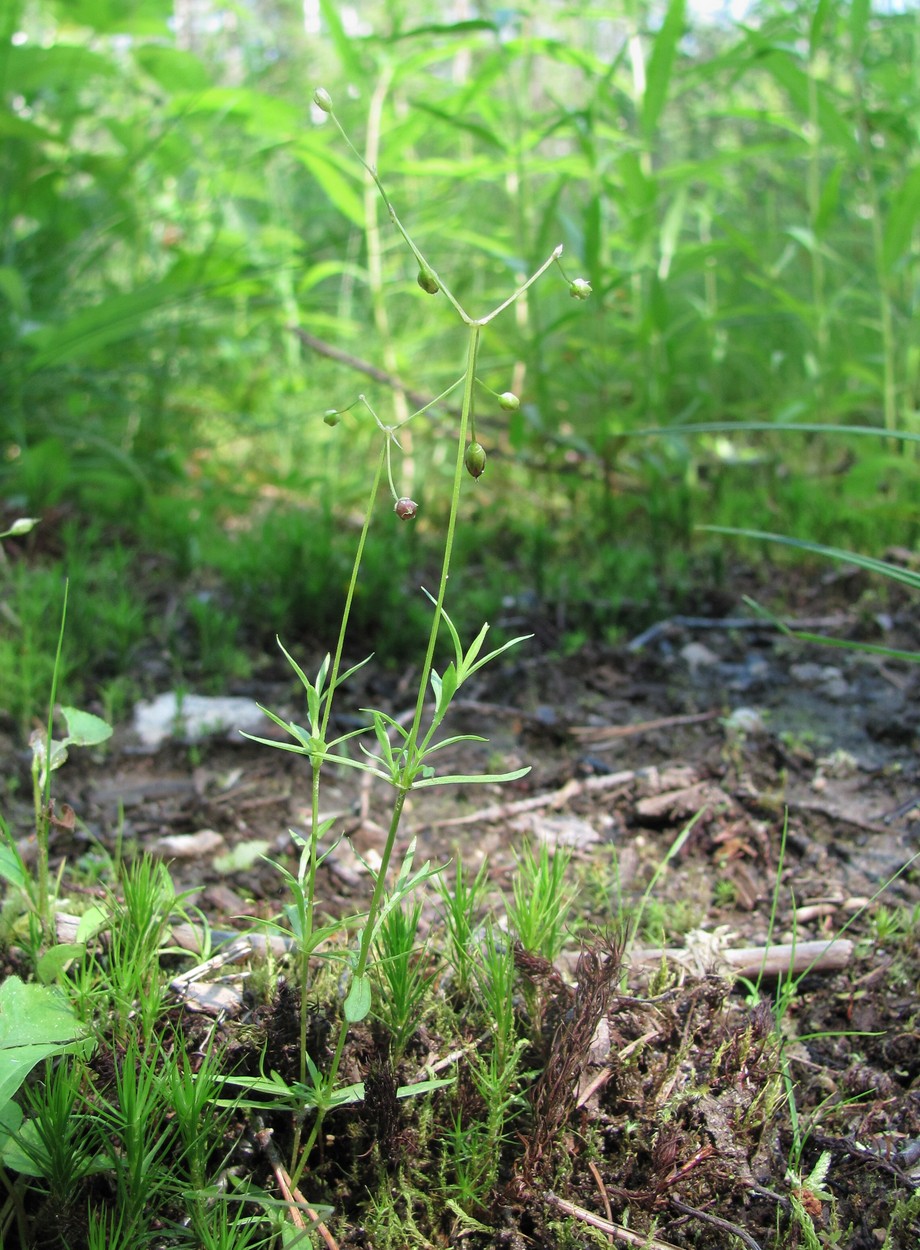 Image of Stellaria longifolia specimen.