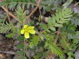 Tribulus terrestris