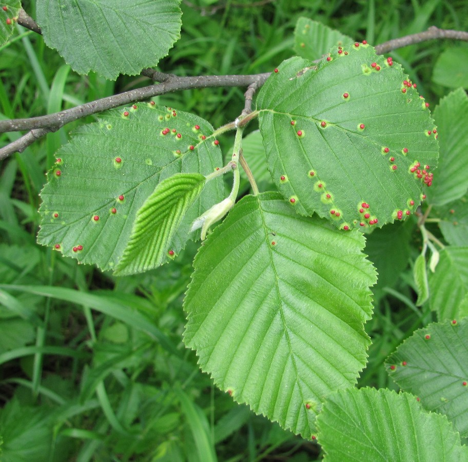 Image of Alnus incana specimen.