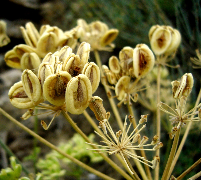 Image of Zosima absinthifolia specimen.