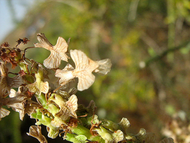 Image of Rumex aeroplaniformis specimen.