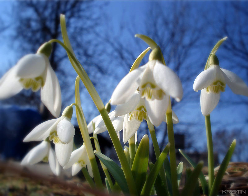 Изображение особи Galanthus nivalis.