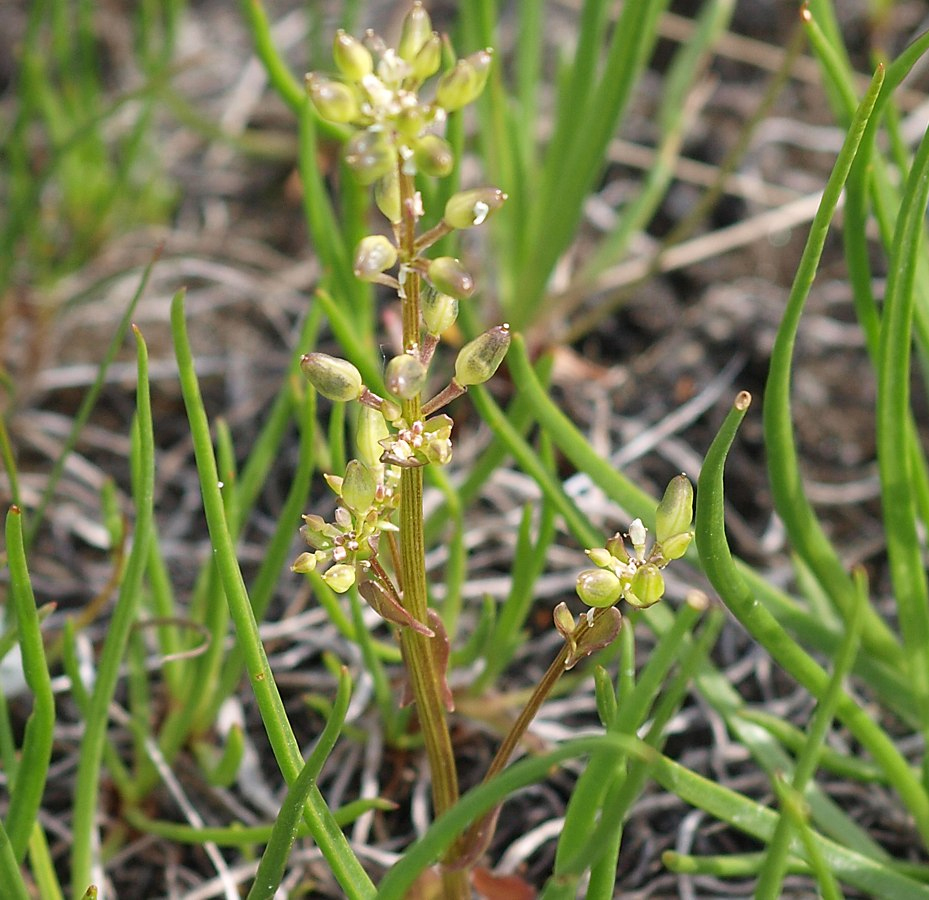 Image of Cochlearia arctica specimen.