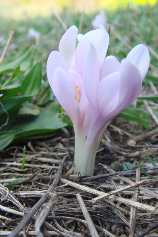 Image of Colchicum umbrosum specimen.